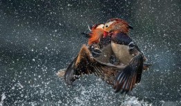 爆料明月鸟哥视频大全,视频大全中的精彩瞬间